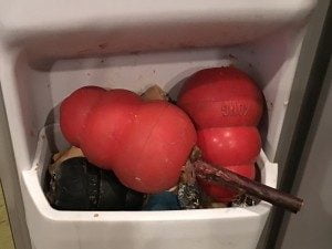 Kongs in the freezer