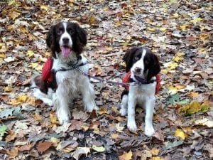 Bean and Franny in Woods