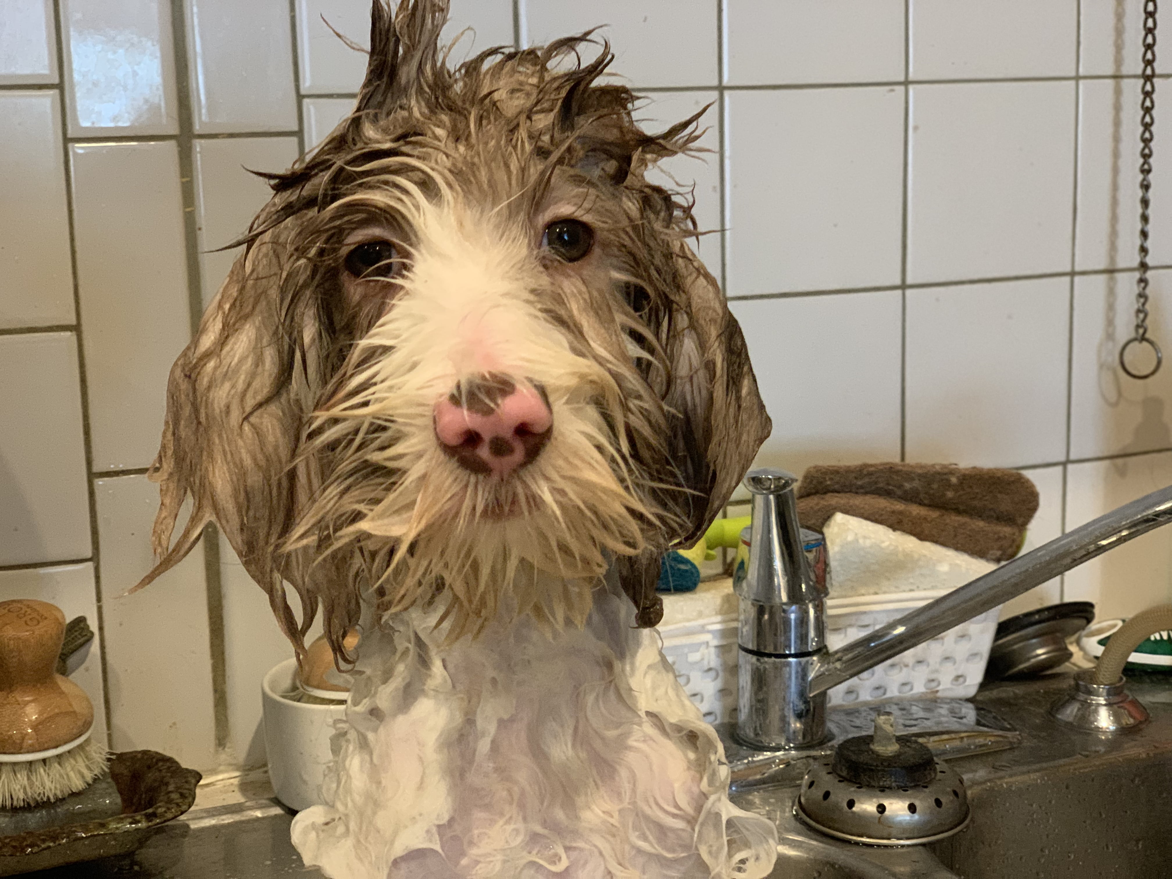 Hazel in Sink taking a bath.