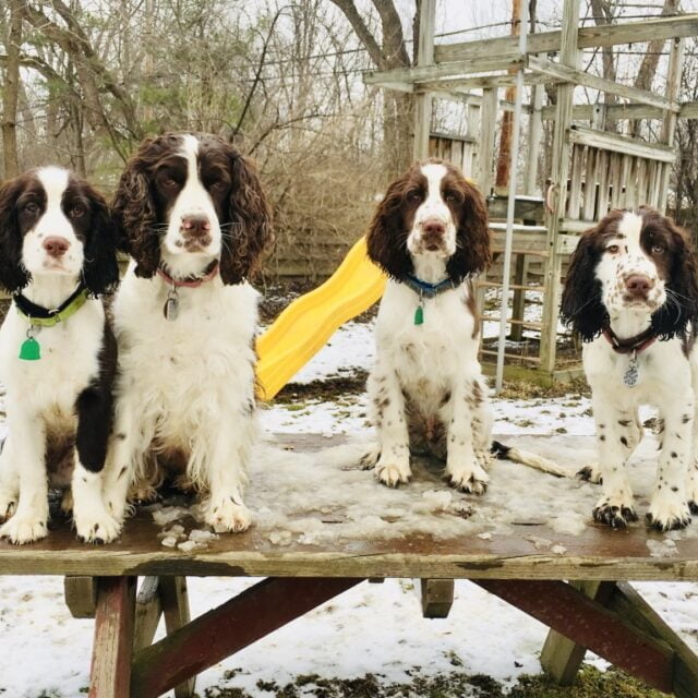 Service Dog Training Ohio A Better Pet Dog Training