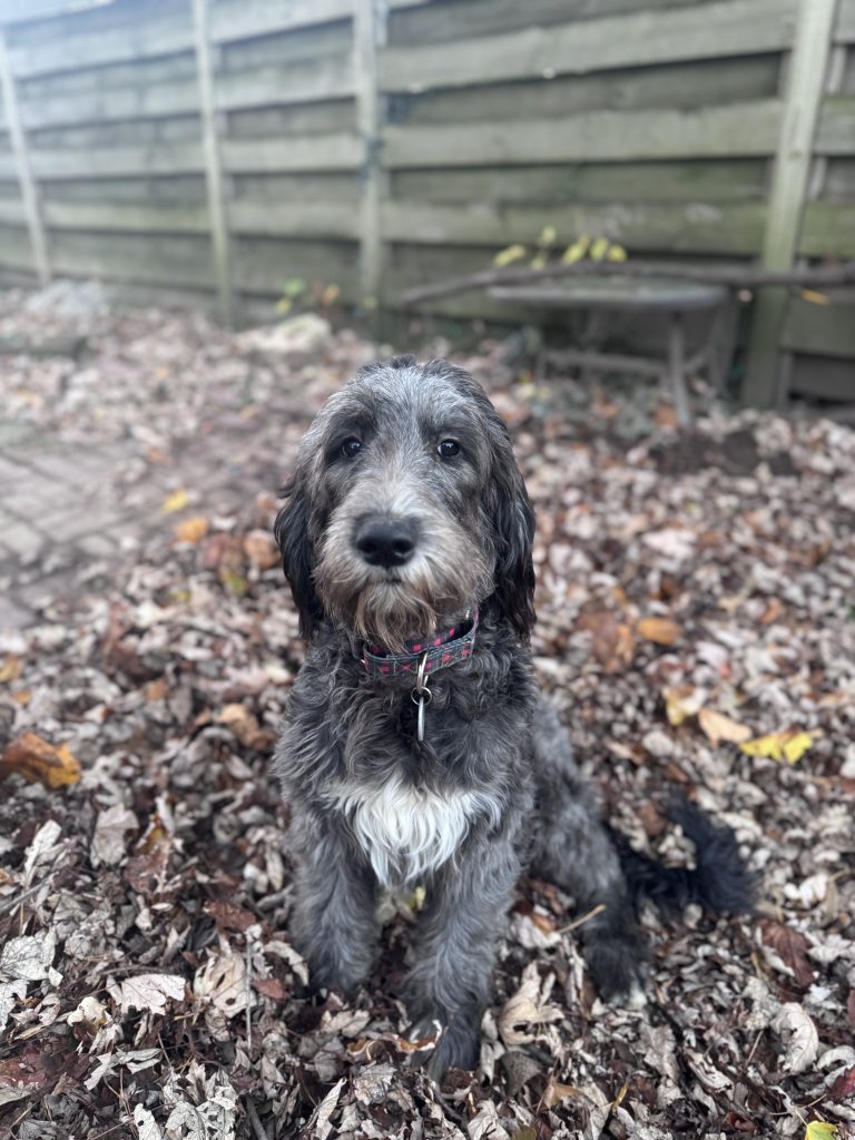 Coonhound poodle fashion mix