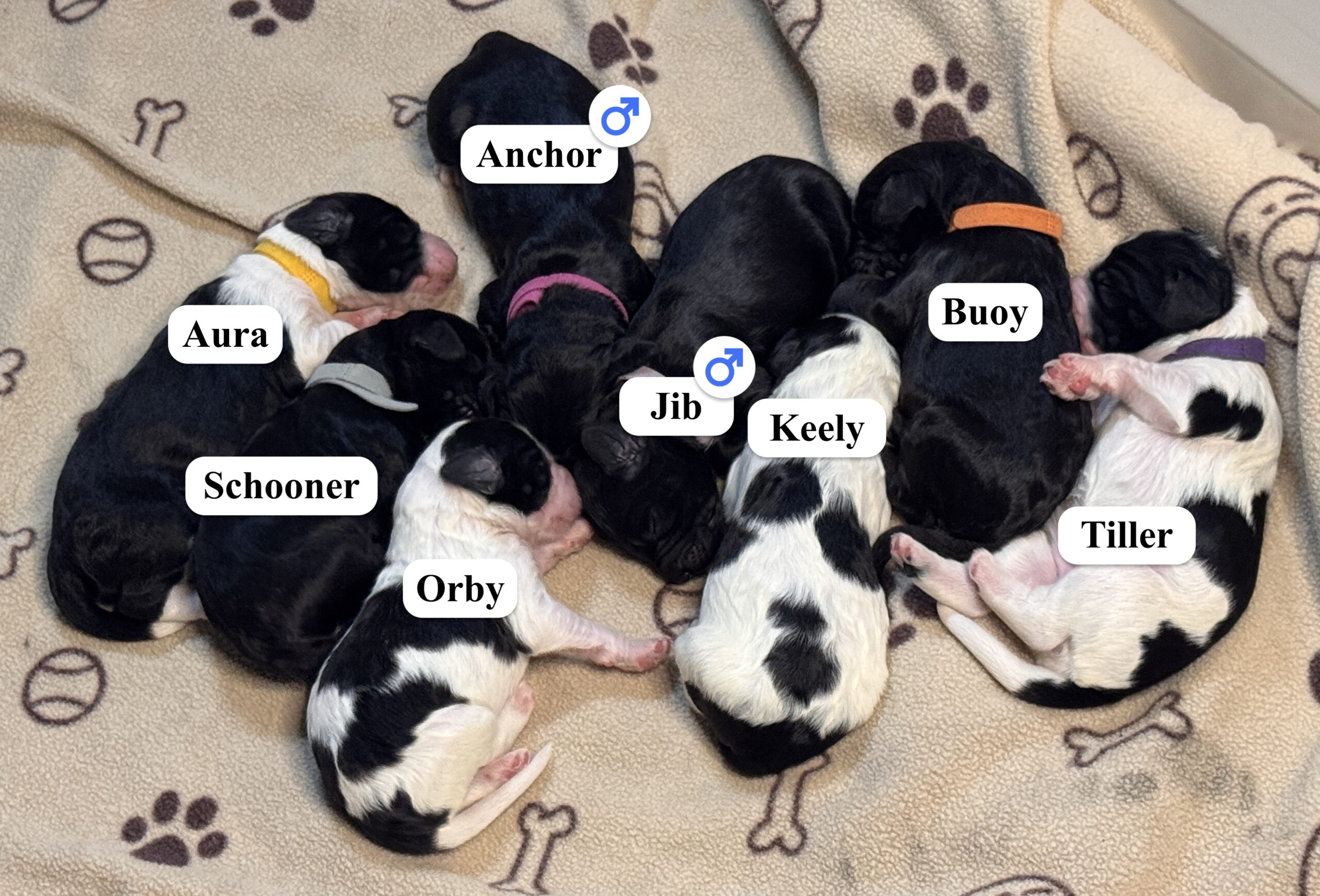 TheNauticals_9daysold_Named